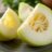 Is Jicama Low Carb? Find Out If It Fits Your Diet